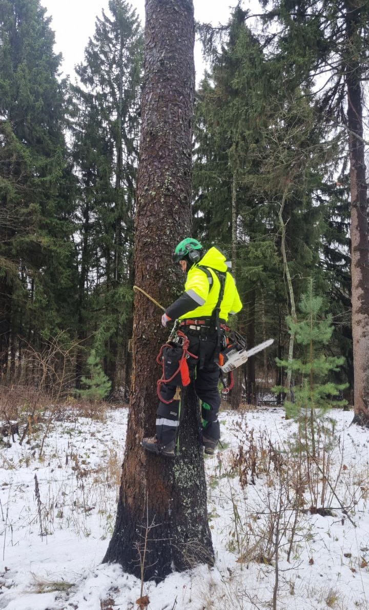 Отзывы Proteces